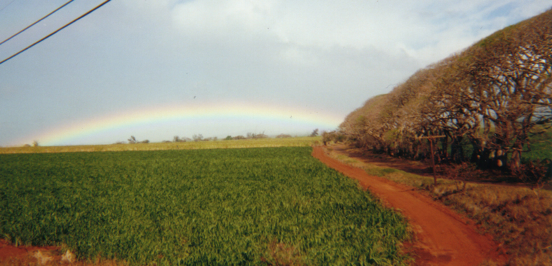 Rainbow Over Maui Countryside